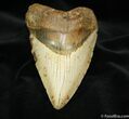 / Inch Chilean Megalodon Tooth - Rare #632-1